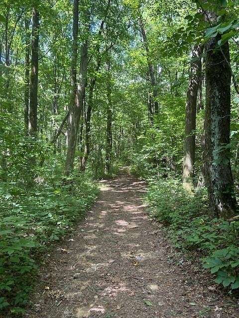 50.55 Acres of Land for Sale in Ellijay, Georgia