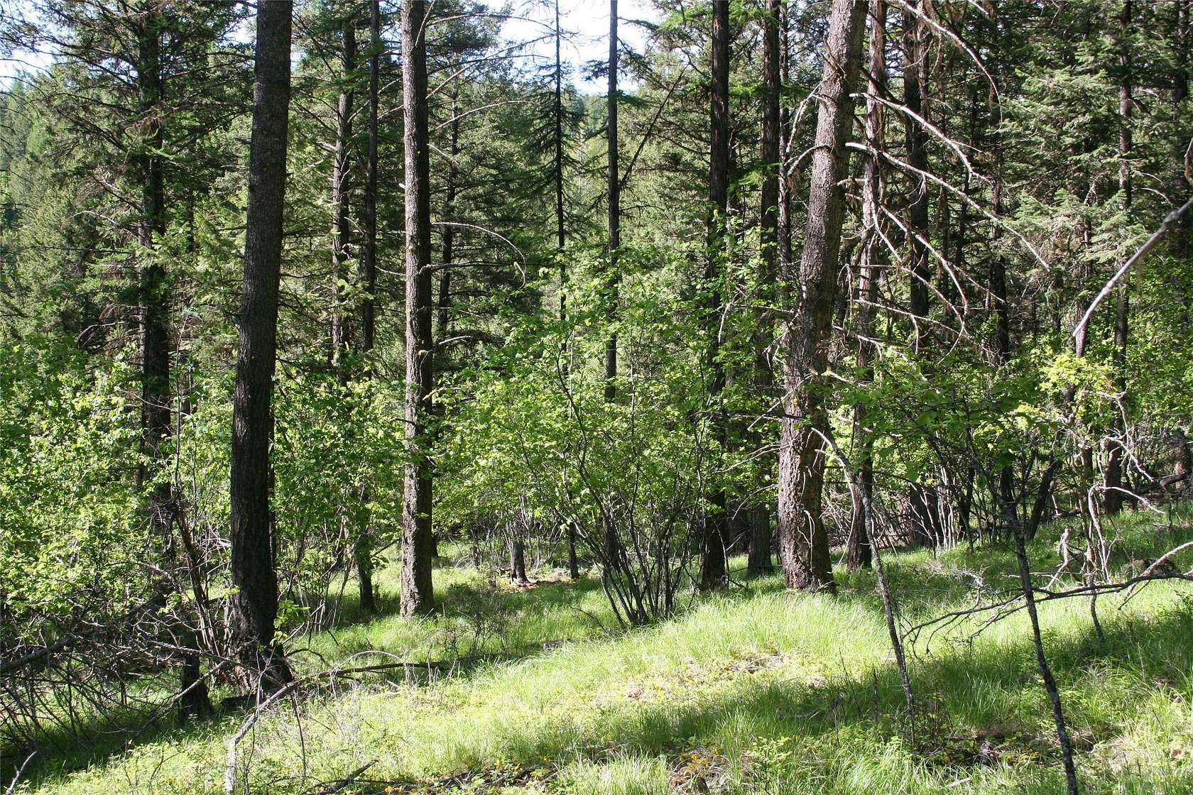 40 Acres of Recreational Land for Sale in Kalispell, Montana