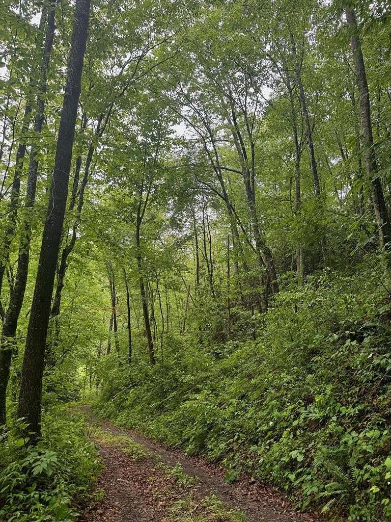 Land for Sale in Sylva, North Carolina