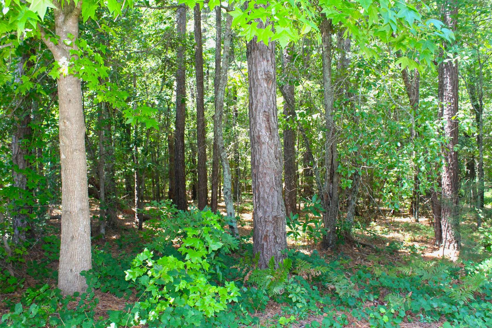 0.65 Acres of Residential Land for Sale in Aiken, South Carolina