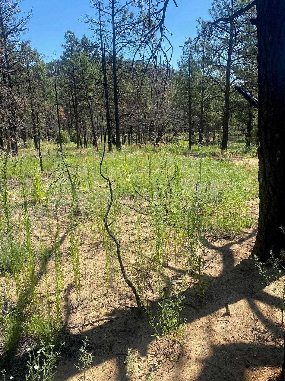 0.91 Acres of Residential Land for Sale in Mora, New Mexico