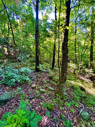 20 Acres of Recreational Land for Sale in Winslow, Arkansas