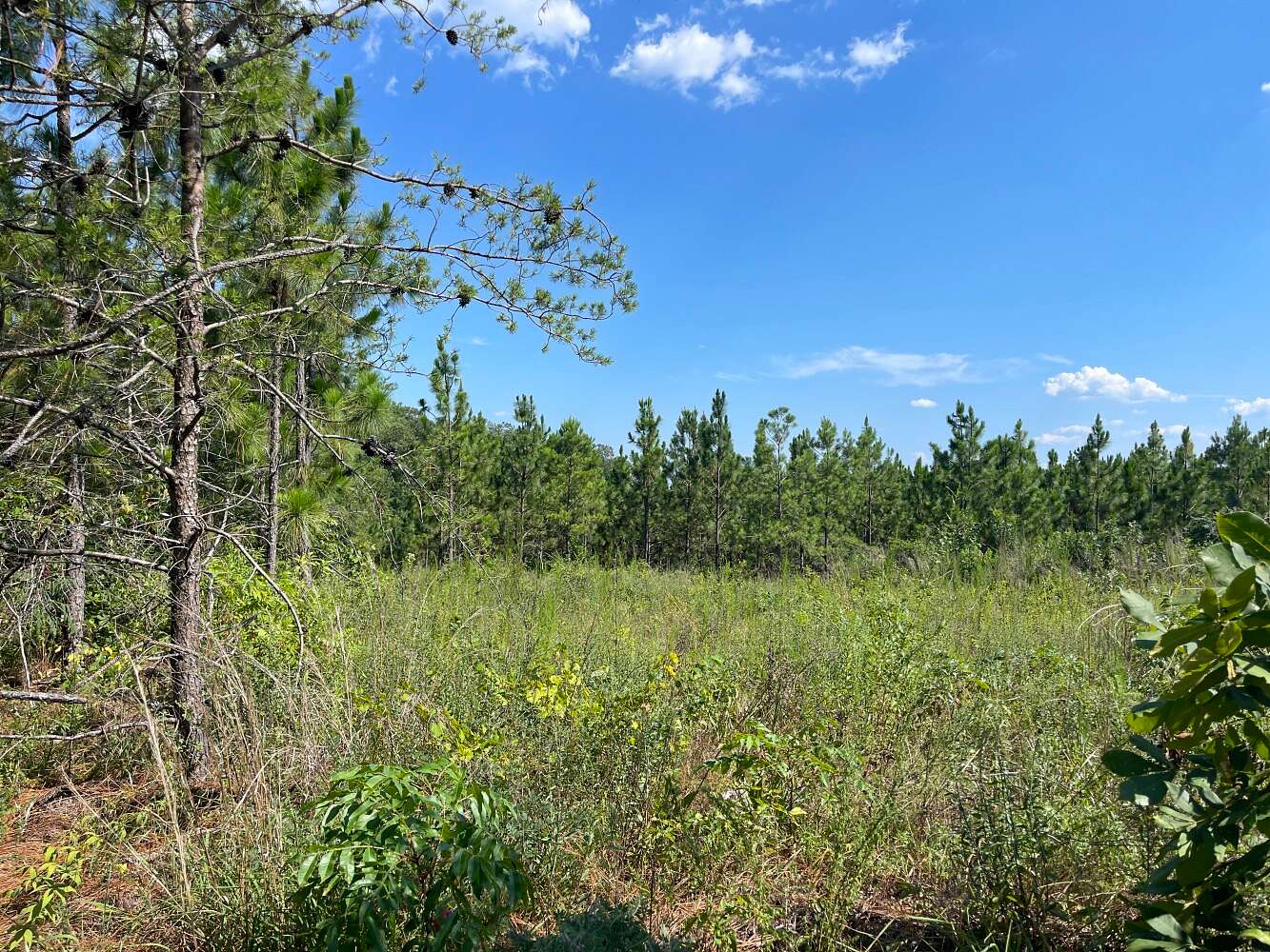 1.6 Acres of Land for Sale in Tuscaloosa, Alabama