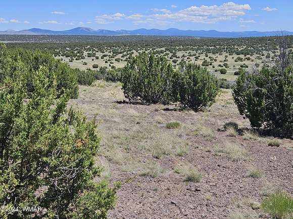 37.4 Acres of Recreational Land & Farm for Sale in Concho, Arizona