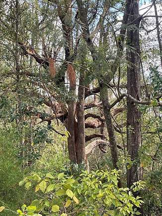 8.1 Acres of Land for Sale in Mayo, Florida