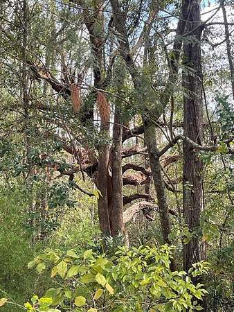 8.1 Acres of Land for Sale in Mayo, Florida