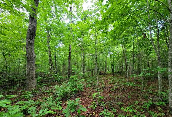 Looking south from inside property.