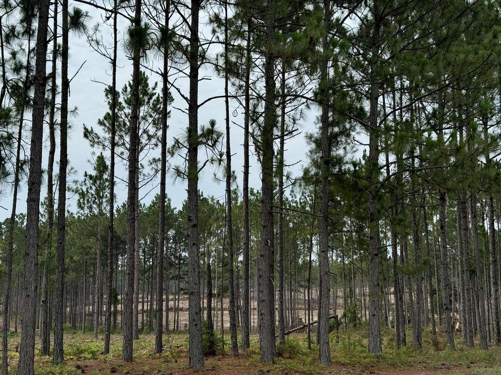 12.23 Acres of Agricultural Land for Sale in Aiken, South Carolina