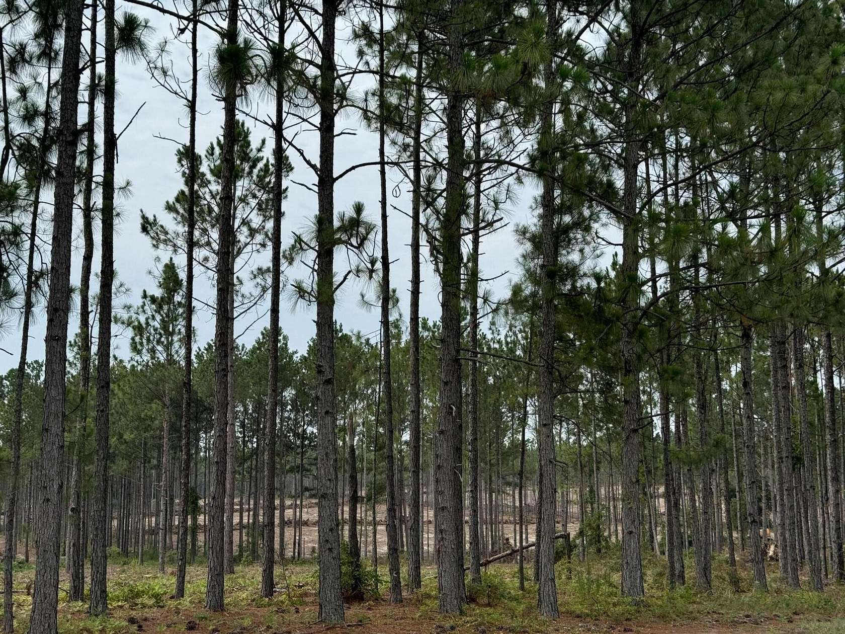 12.2 Acres of Agricultural Land for Sale in Aiken, South Carolina