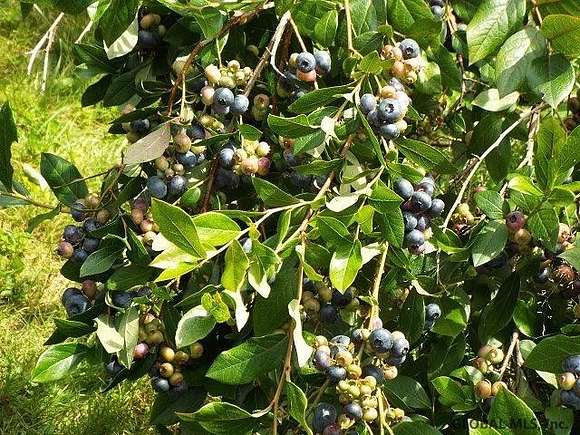 Blueberry trees