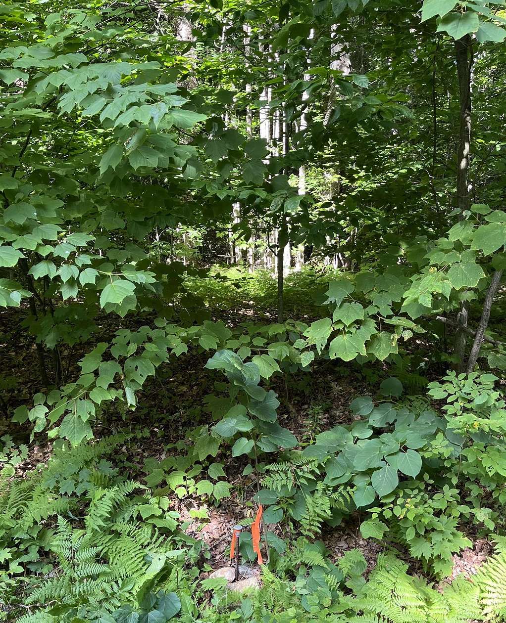 57 Acres of Land for Sale in Dover, Vermont