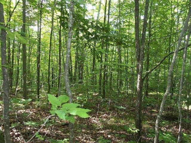 3 Acres of Residential Land for Sale in Athelstane, Wisconsin