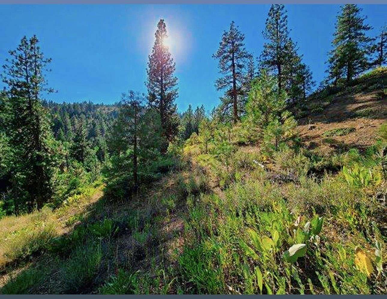 1.17 Acres of Land for Sale in Portola, California