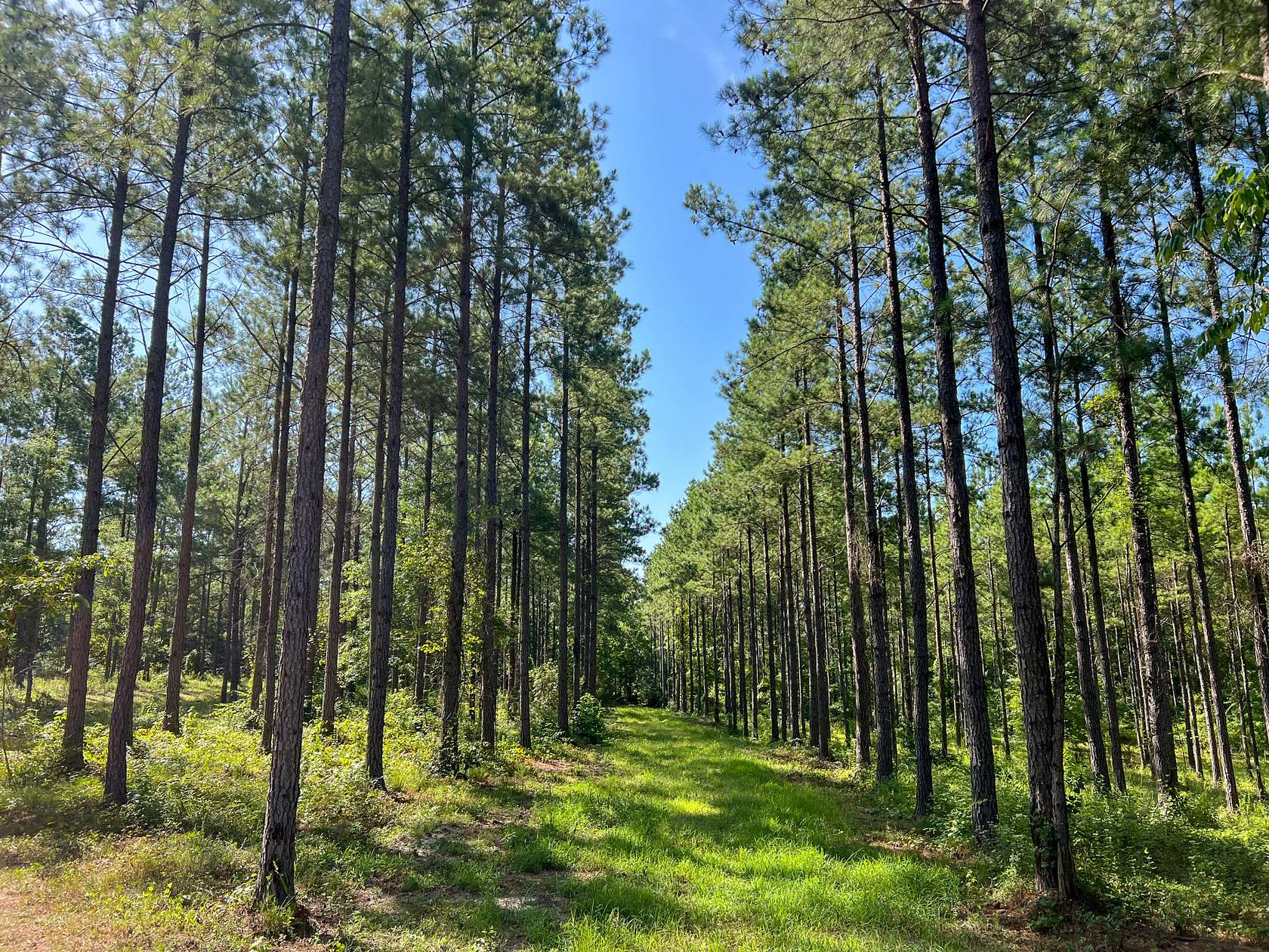 78 Acres of Land for Sale in Camp Hill, Alabama