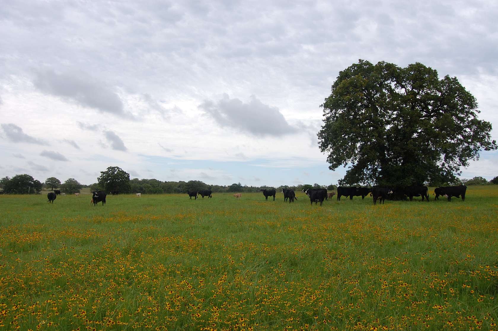 150 Acres of Recreational Land & Farm for Lease in McDade, Texas