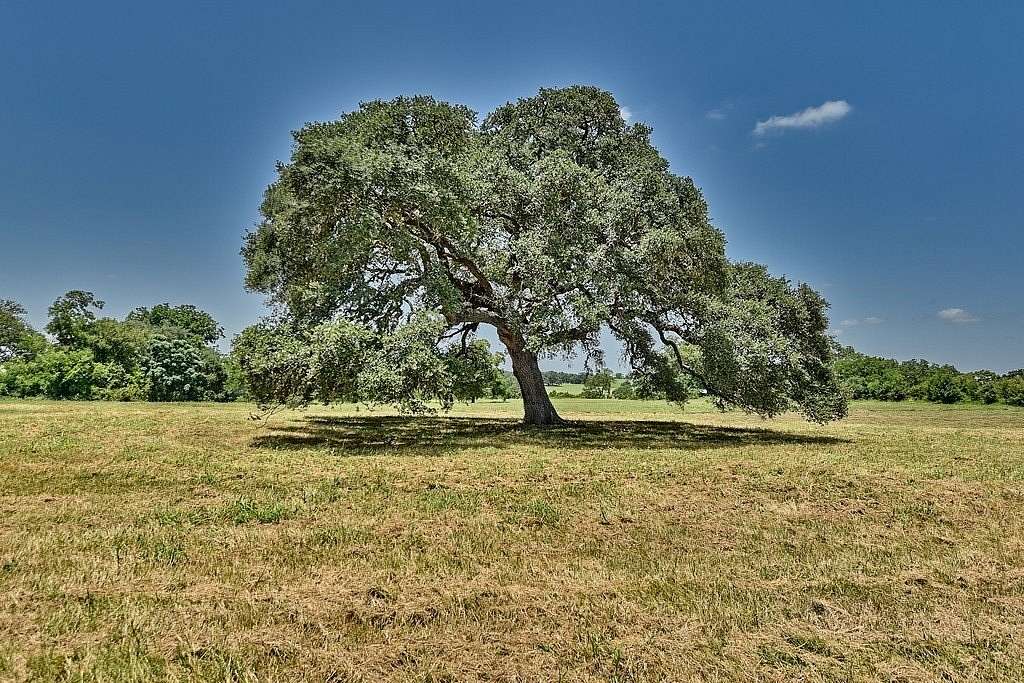 15.74 Acres of Land for Sale in Round Top, Texas