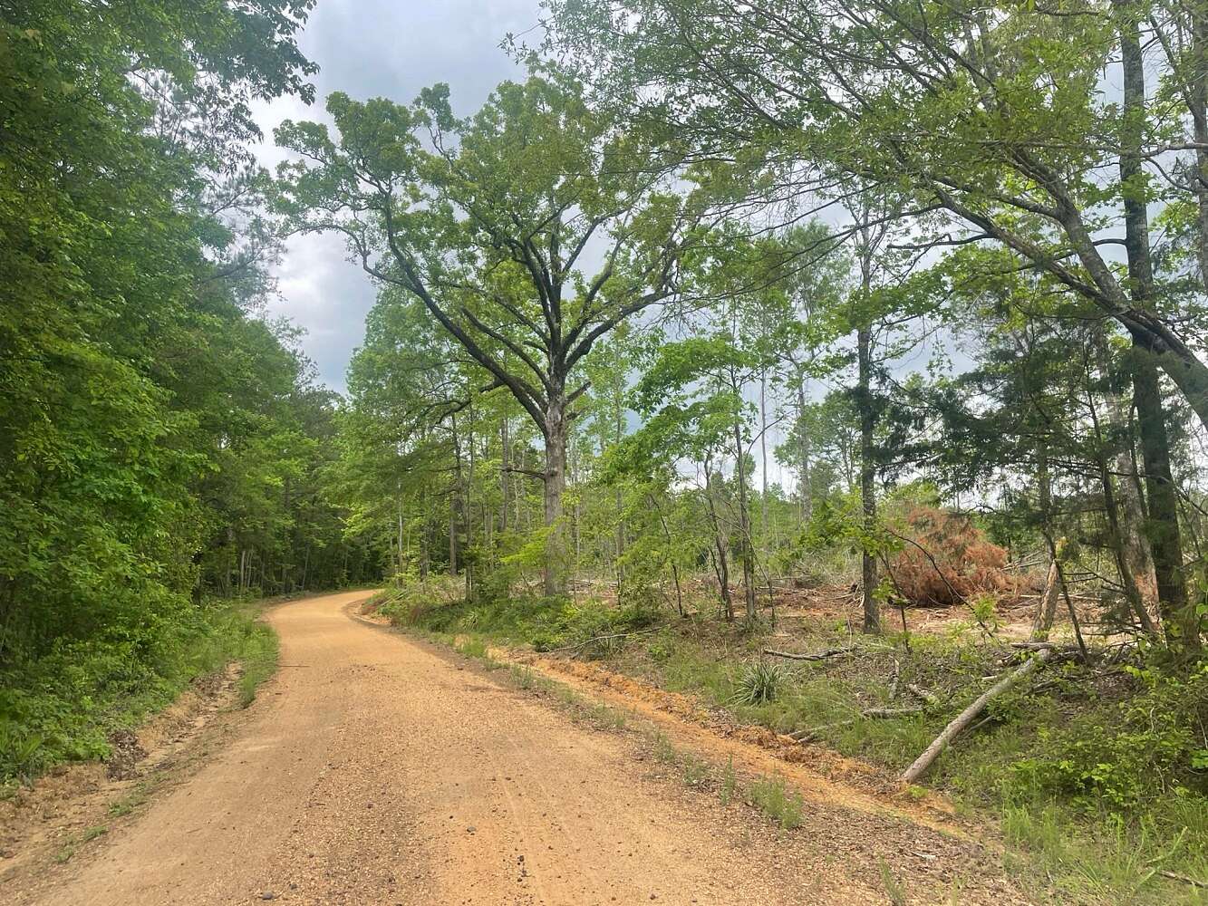 54 Acres of Land for Sale in Millport, Alabama