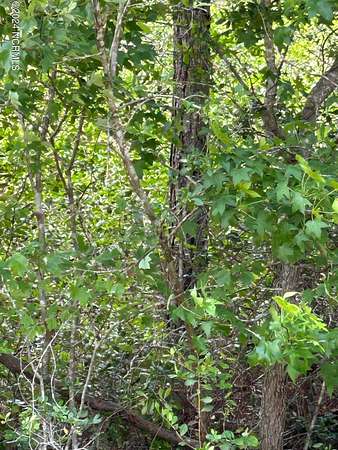 1.46 Acres of Residential Land for Sale in Southport, North Carolina