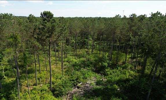 88.6 Acres of Recreational Land for Sale in Ackerman, Mississippi