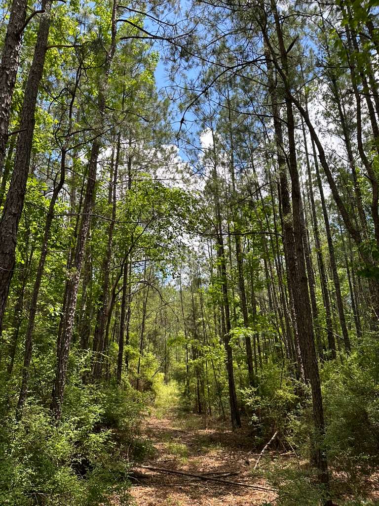 31 Acres of Recreational Land & Farm for Sale in Castleberry, Alabama