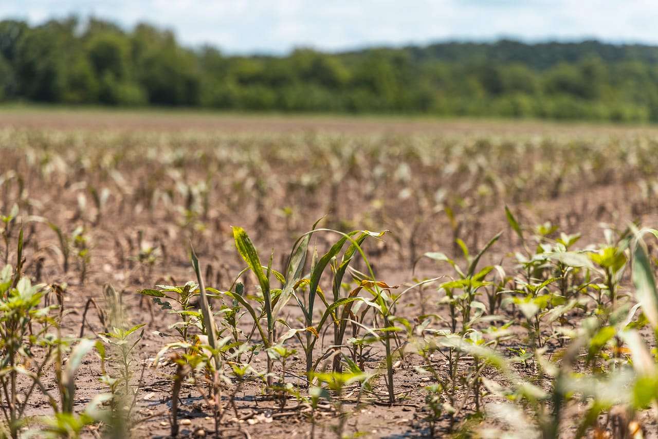 253 Acres of Land for Sale in Richland, Missouri