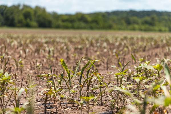 253 Acres of Land for Sale in Richland, Missouri