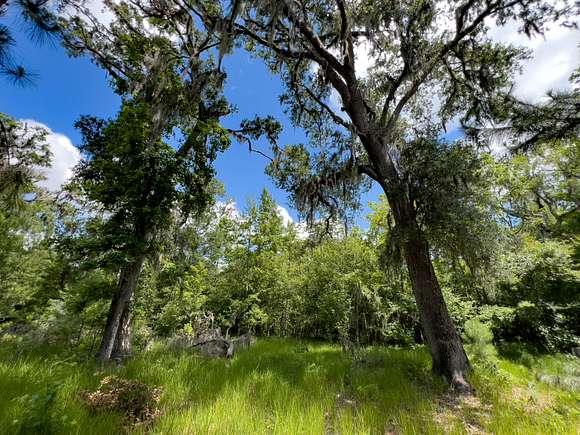 40 Acres of Recreational Land & Farm for Sale in Mayo, Florida