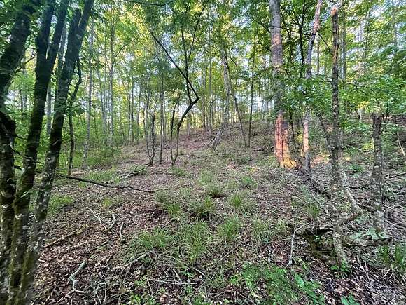 50 Acres of Recreational Land for Sale in Cusseta, Georgia