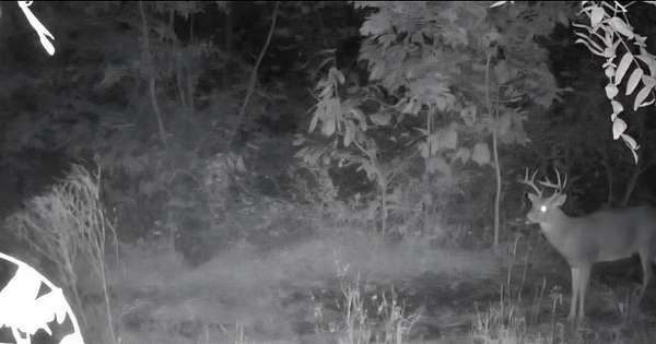 51.4 Acres of Recreational Land for Sale in Blue Springs, Missouri