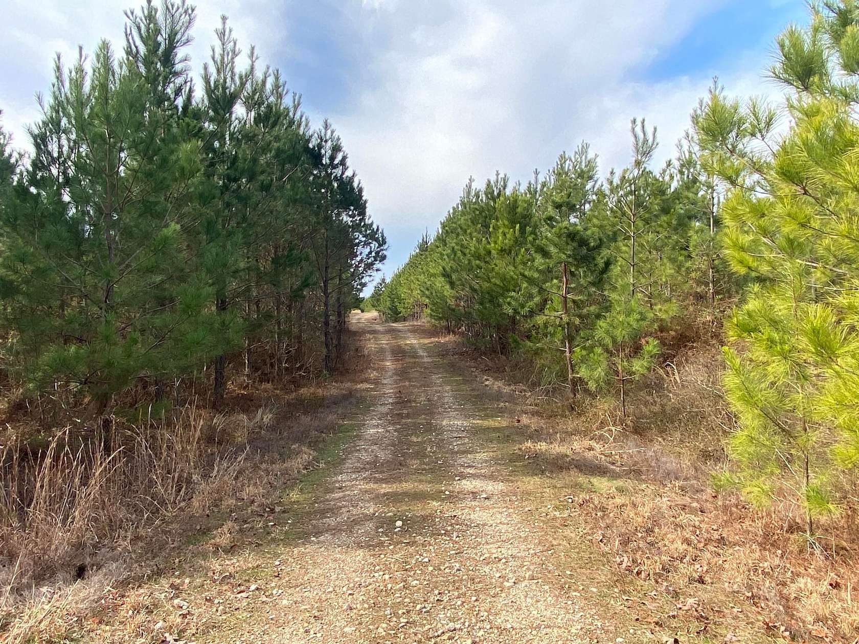 82.73 Acres of Recreational Land for Sale in Delight, Arkansas