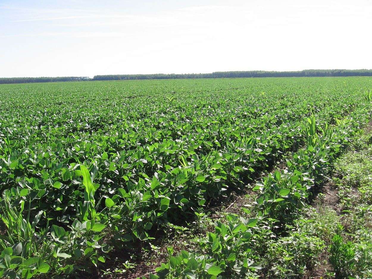 240 Acres of Agricultural Land for Sale in Sikeston, Missouri