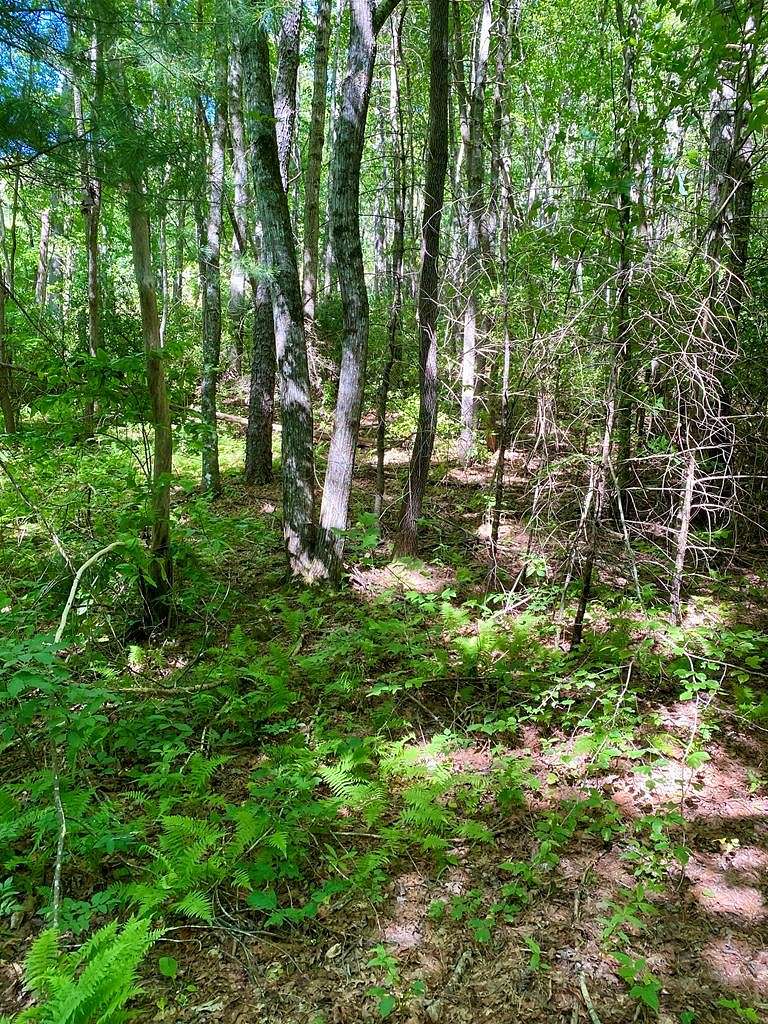 Residential Land for Sale in Robbinsville, North Carolina