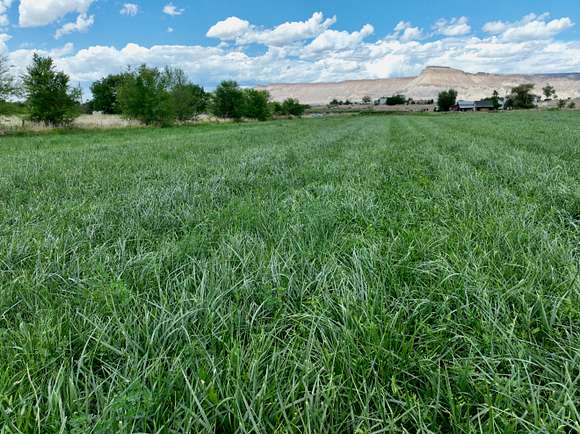 12.44 Acres of Recreational Land & Farm for Sale in Palisade, Colorado