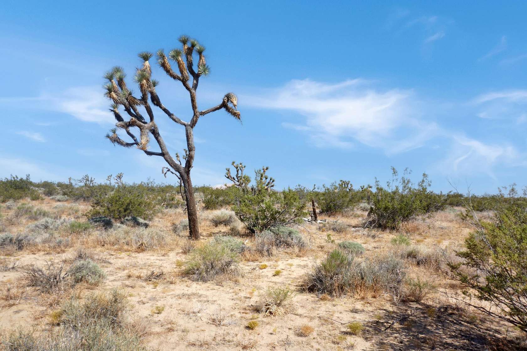 Residential Land for Sale in Rosamond, California