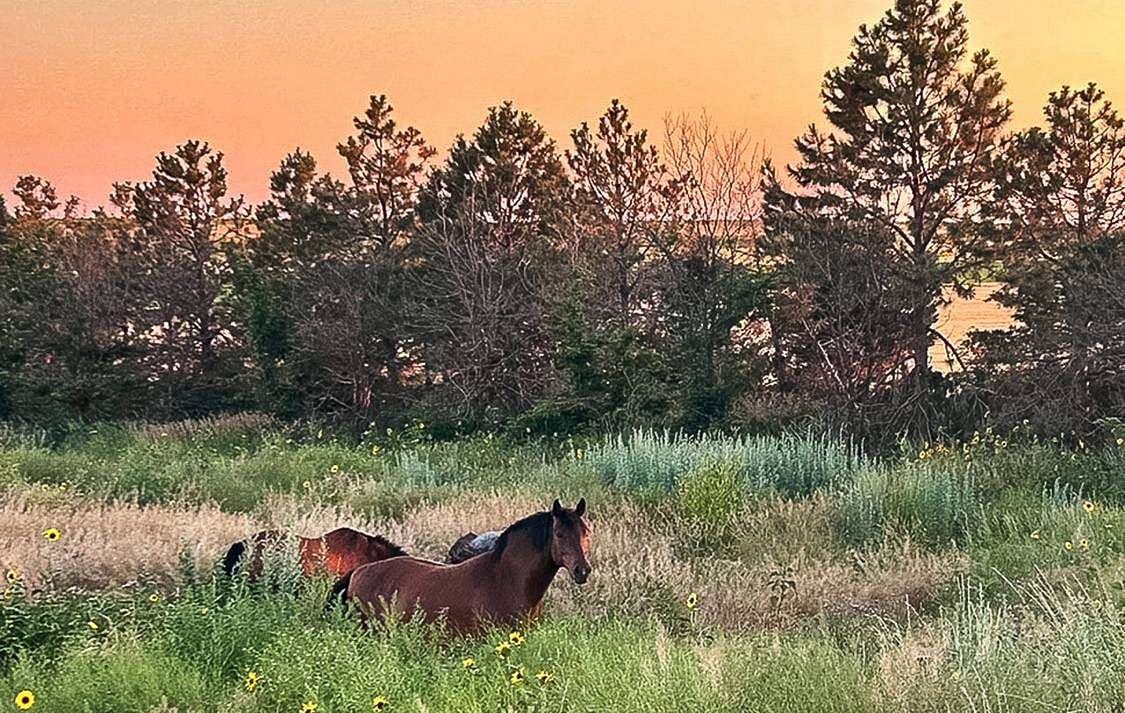 10 Acres of Land with Home for Sale in Harrisburg, Nebraska