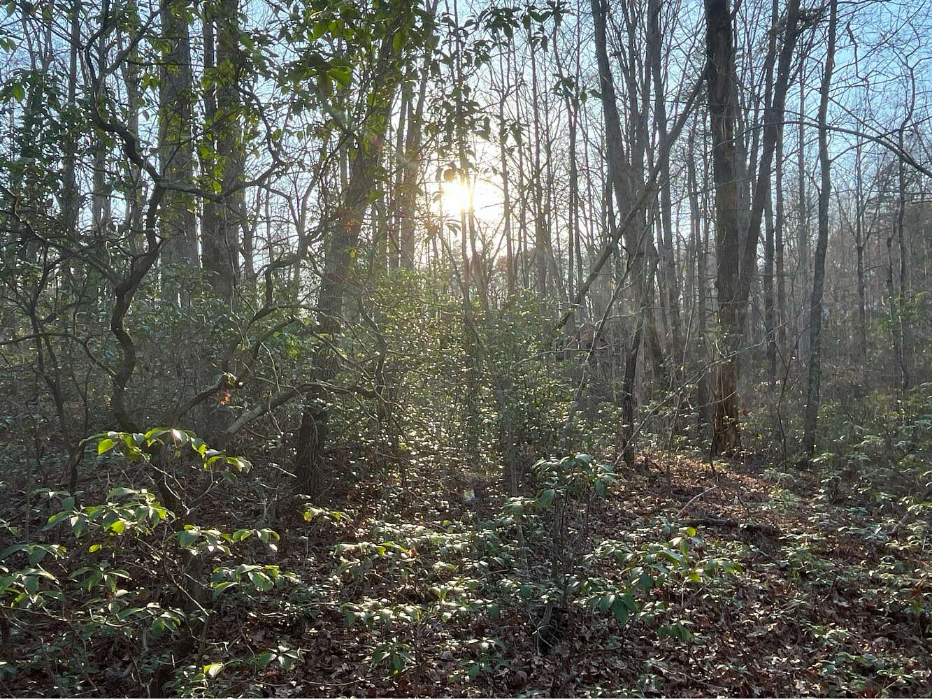 33.16 Acres of Land for Sale in Marion, North Carolina