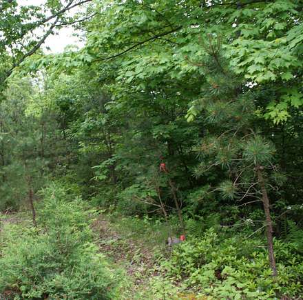 5 Acres of Residential Land for Sale in Monterey, Virginia