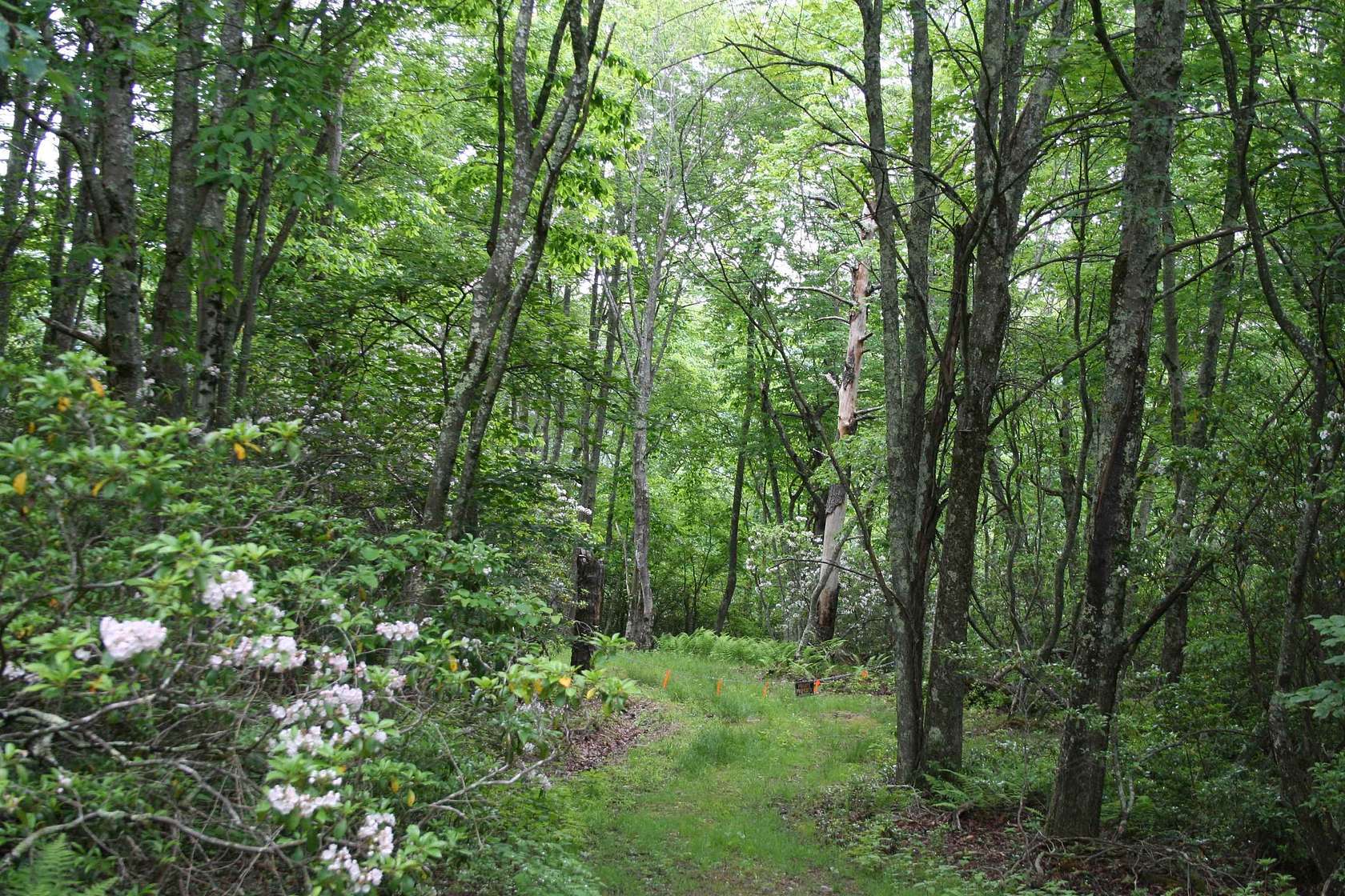 5 Acres of Residential Land for Sale in Monterey, Virginia