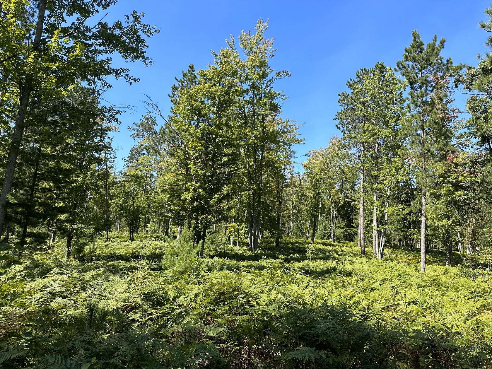 40 Acres of Recreational Land for Sale in Vanderbilt, Michigan