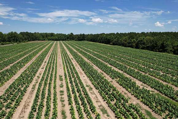 100 Acres of Recreational Land & Farm for Sale in Kingstree, South Carolina