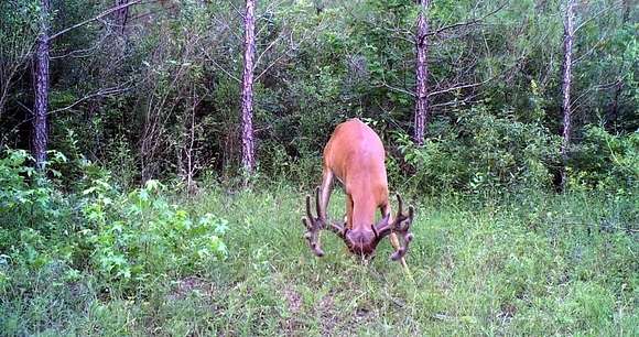 74.84 Acres of Recreational Land & Farm for Sale in Slocum, Texas