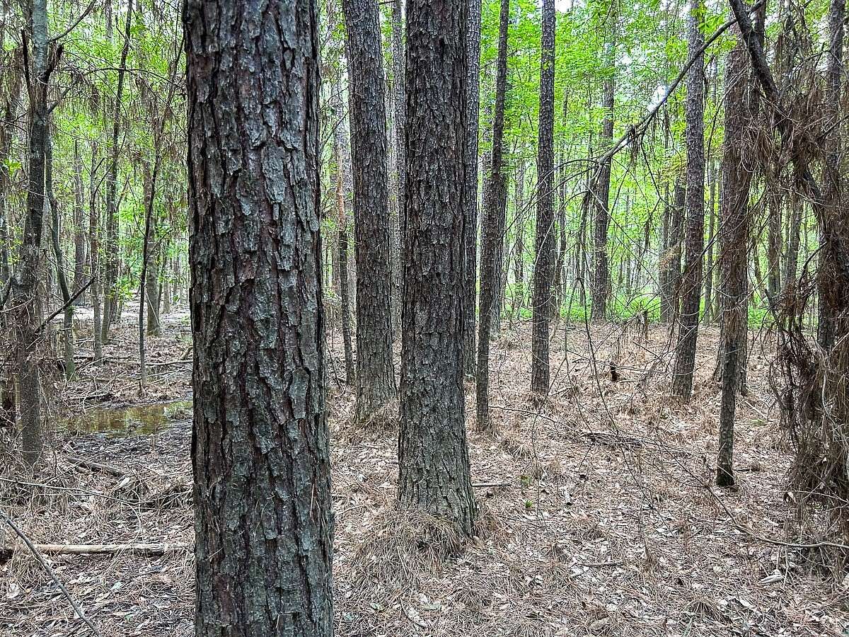 180 Acres of Recreational Land for Sale in Livingston, Texas