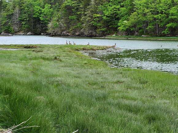 15.904 Acres of Land for Sale in Edgecomb, Maine