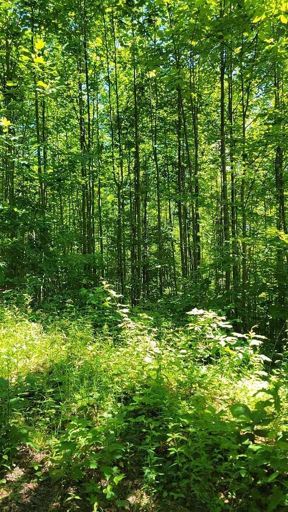 Residential Land for Sale in Hayesville, North Carolina