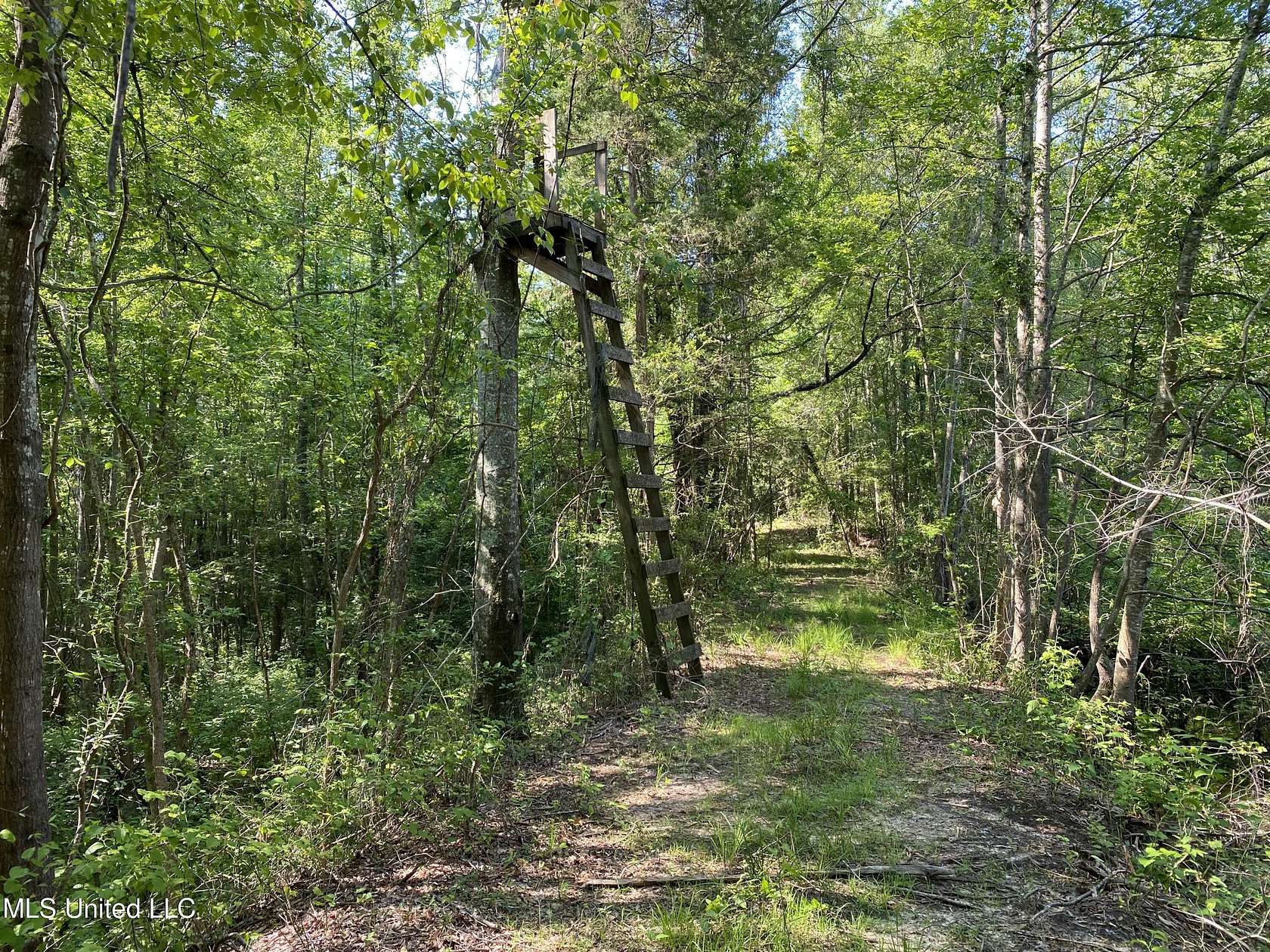 15 Acres of Land for Sale in Walnut Grove, Mississippi