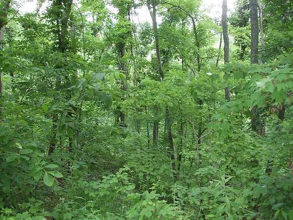 12 Acres of Recreational Land for Sale in Mouthcard, Kentucky