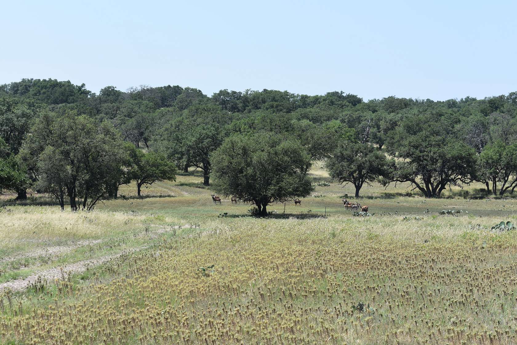 133 Acres of Recreational Land & Farm for Sale in Mountain Home, Texas