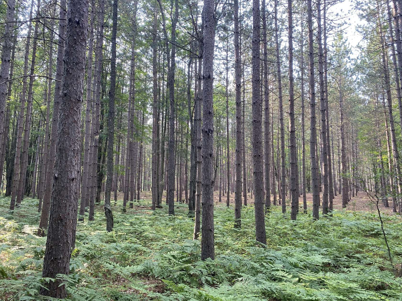 40 Acres of Recreational Land for Sale in Kaleva, Michigan