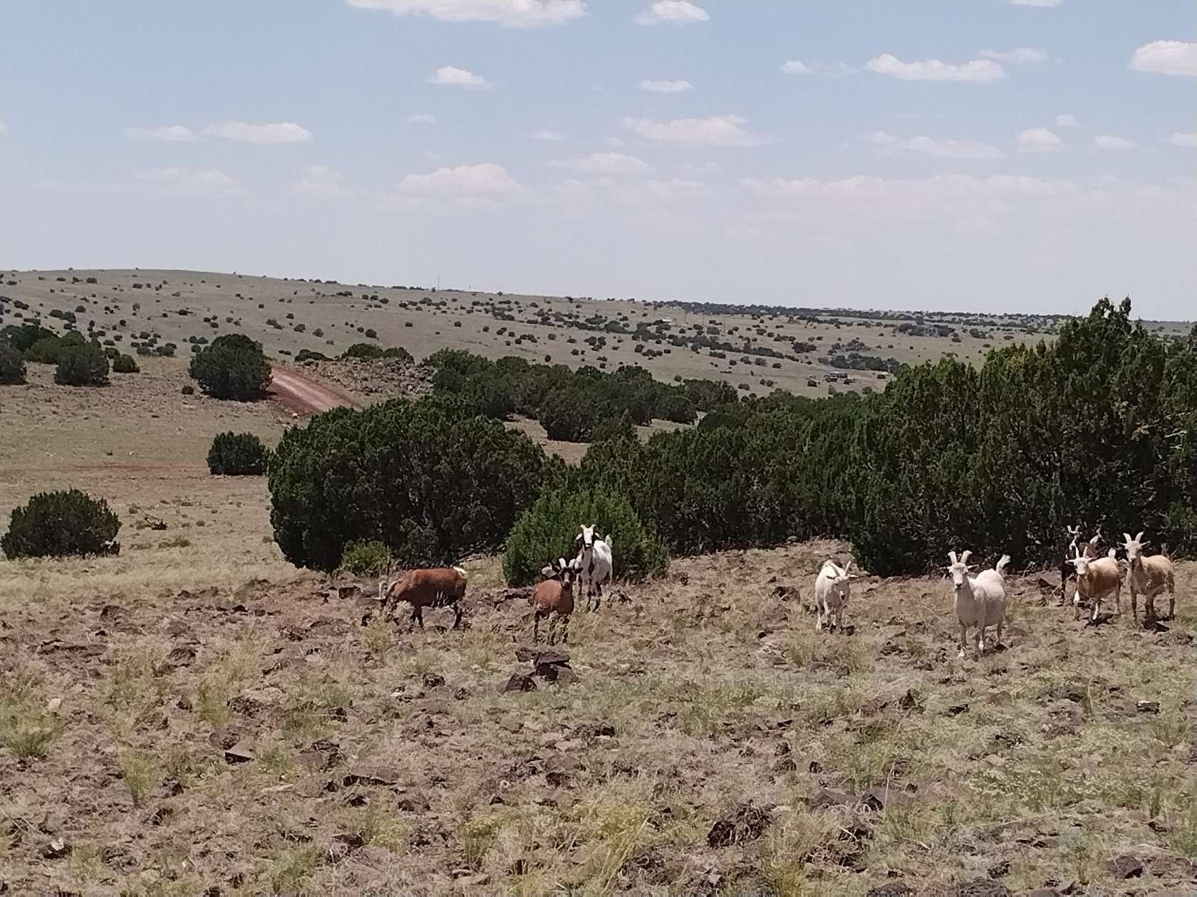 1.04 Acres of Residential Land for Sale in Concho, Arizona