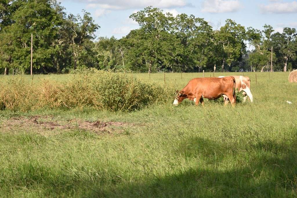 283.815 Acres of Improved Agricultural Land for Sale in Angleton, Texas